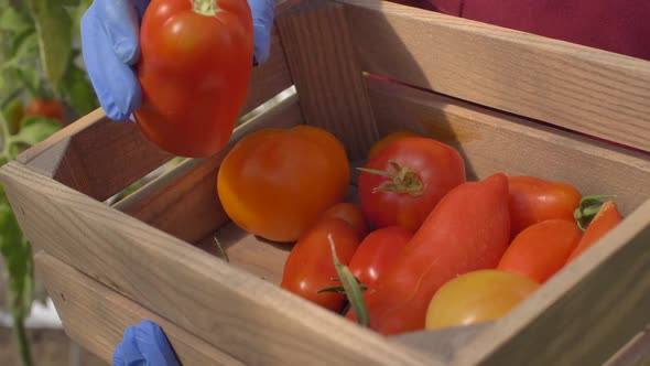 Box of Tomatoes During Harvesting in Greenhouse