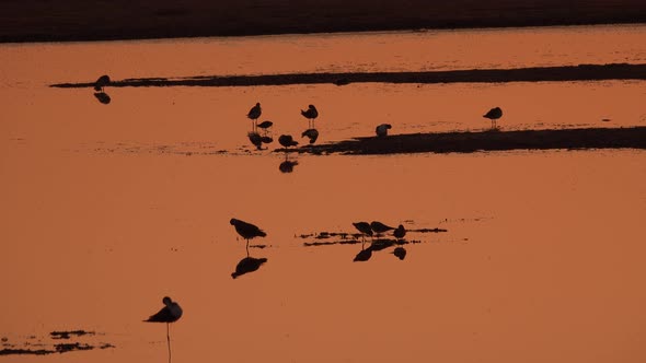 Big Amount of Birds Are Walking on the Shallow Water an Catching Fish on the Sunset on the Sea Beach