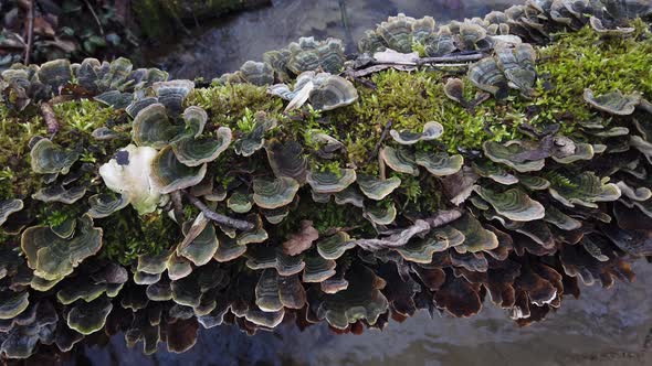 Forest Mushrooms 2