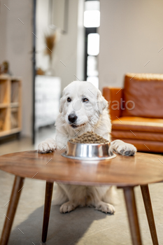 食べ物を待っている空腹の犬 / Photodune, Misc