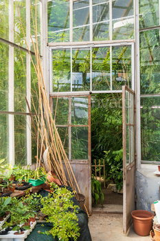さまざまな熱帯植物が植えられた温室の外で育つ観葉植物用の古い空のテラコッタポット / Photodune, Misc