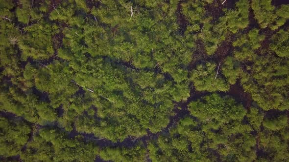 Aerial bird's eye view flying over a marsh in a rural area in Ontario, Canada while slowly rotating