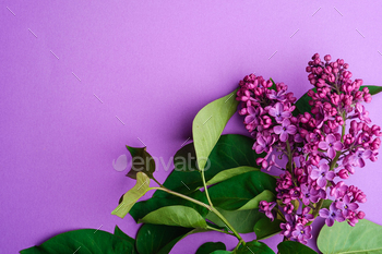 最小限の紫色の背景の葉を持つライラックの花束の花 / Photodune, Misc