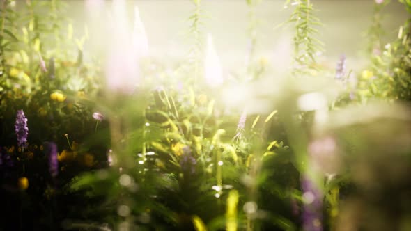 Wild Flowers in the Field alt