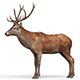 Deer With PBR Textures - 3DOcean Item for Sale