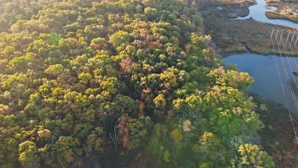 Autumn top view of beautiful forest with yellow deciduous trees