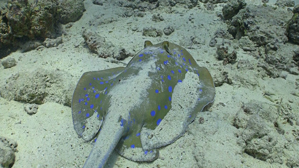 Blue Spotted Stingray Swims On The Coral Reef