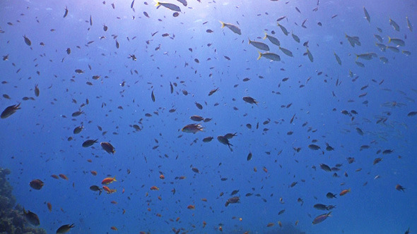 Colored Fish On A Background Of Blue Water