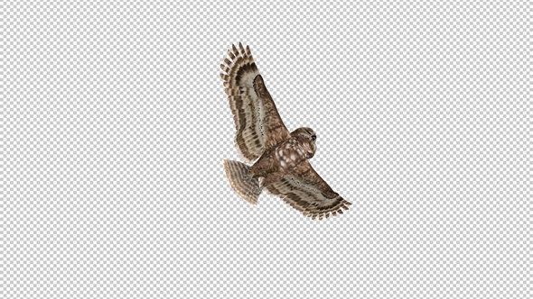 Owl - Spotted - Flying Loop - Down View alt