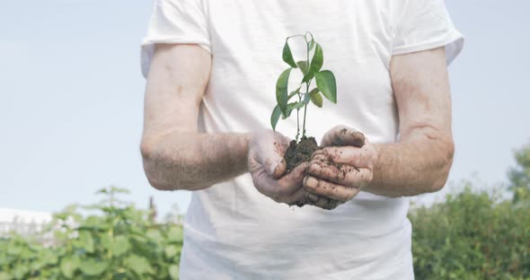 Old Man Hands Holding a Green Young Plant