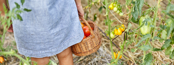 banner Little kid girl picking, collect harvest of organic red tomatoes at home gardening / Photodune, Misc