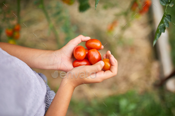 Little kid girl hold in hand harvest of organic red tomatoes at home gardening / Photodune, Misc
