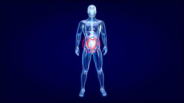 4K 3D anatomical concept of the Gut 