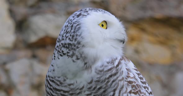 Snowy Owl Bubo Scandiacus Is a Large White Owl of the True Owl Family