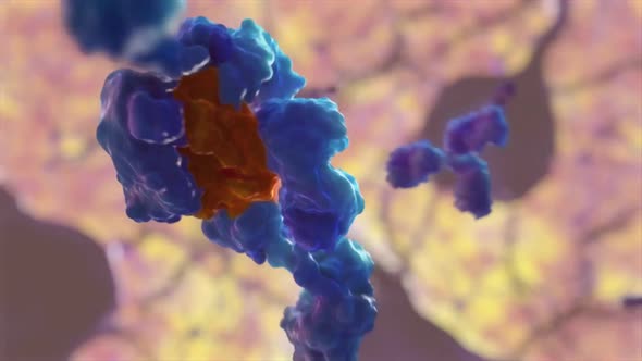 medically accurate 3d animation of an antibody