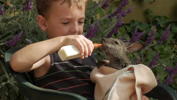 Boy is sitting, nursing a joey kangaroo. The baby kangaroo is sucking hard on the milk bottle. LOCKE