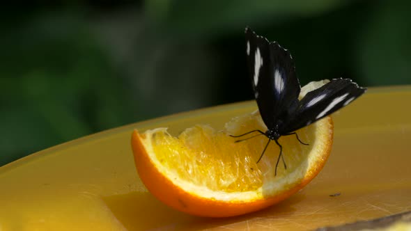 Black butterfly on orange slice