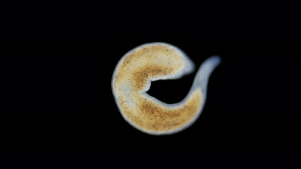 A flatworm of the Monocelididae family under a microscope