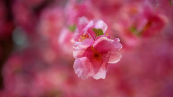 Select focus pink artificial cherry blossom flower