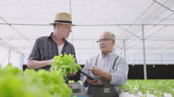 Hydroponics farm organic fresh harvested vegetables concept