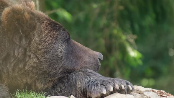 Closeup Portrait of a Sad Brown Bear