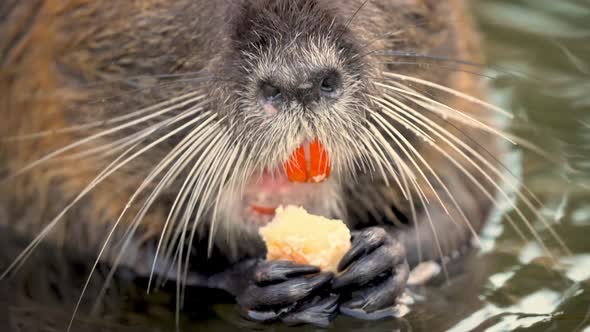 Hungry coypu with long whiskers eats while standing in water. Closeup with nutria holding a piece of