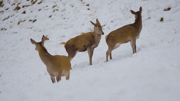 Closeup of a wild deer, deers with horns in nature covered in snow in wintertime, running and eating