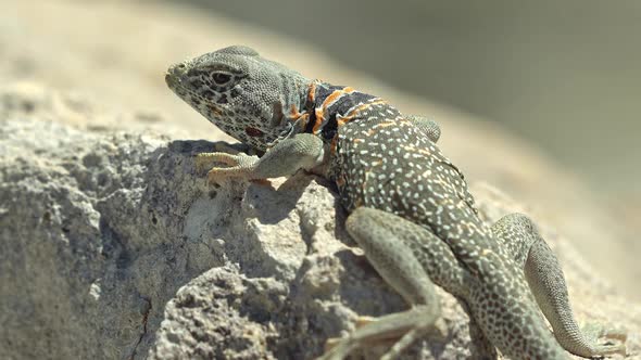 Great Basin Collared Lizard basking in the sun