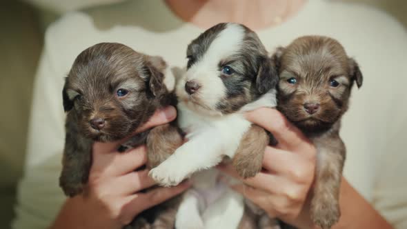 The Owner Is Holding Three Cute Little Puppies. Favorite Pets and Affection