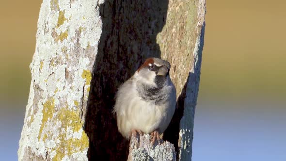 Male House Sparrow calmly sits in dead tree trunk, basking in the sun