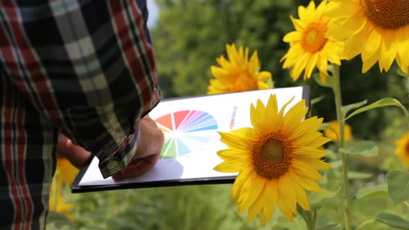 A young farmer working in a sunflower field looks at a profit growth chart in agribusiness.