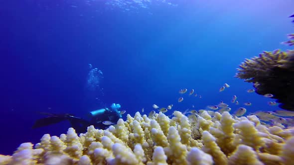 Underwater Colorful Fishes with A Diver