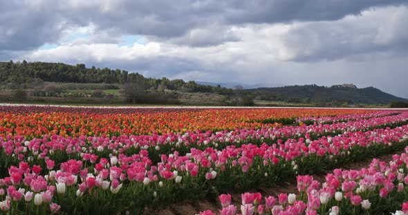 Tulips field in the Provence, Alpes de Haute Provence, France