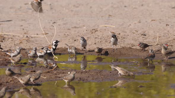 Group of African Finches at a water puddle