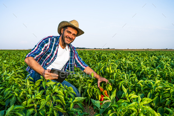 Cultivating pepper / Photodune, Misc
