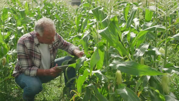 Mature man working on farm