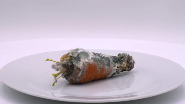 Rotten carrot covered with mold. Red carrots spoiled by time