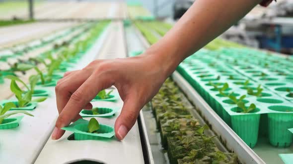 4k slow handheld female farmer wear CU gloved hands holding a seedling