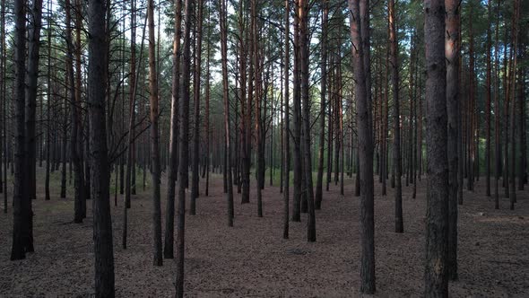 Through Pine Forest At Sunset