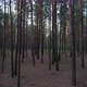 Through Pine Forest At Sunset - VideoHive Item for Sale
