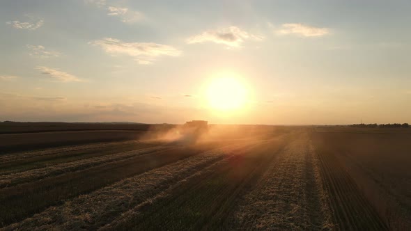 Combine Harvester Working In A Wheat Field At Sunset. Organic Farming.