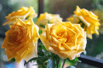 Closeup image of beautiful yellow roses / Photodune, Misc