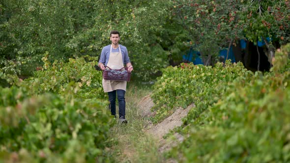 Wine Grape Harvest