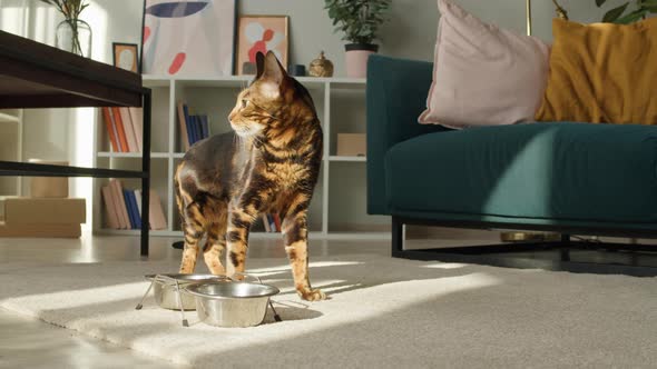 Bengal Cat Waiting for Food Standing Near Sofa in Living Room