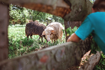 Kids feeding sheep with green branch during summer vacation on the farm / Photodune, Misc