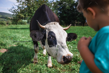 Kid feeding cow with green grass during their summer vacation on the farm / Photodune, Misc