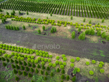 aerial view of a tree farm for landscaping / Photodune, Misc