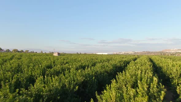 Rows Of Green Citrus Crop In Orange Farm Near Algorfa, Spain.