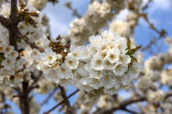 tree in spring / Photodune, Misc