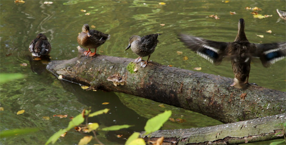 Ducks On Tree Trunk